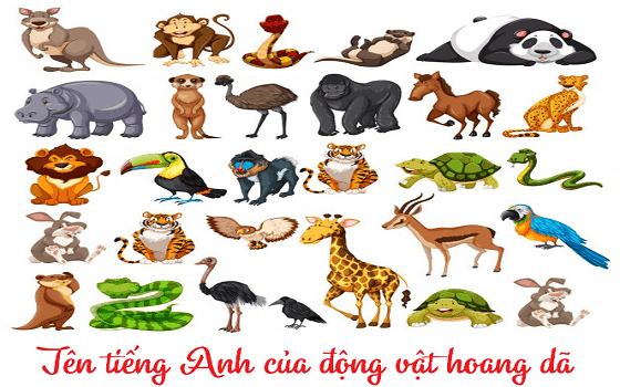 Từ vựng và cách phát âm các con vật mà bé tiếp xúc hàng ngày và trong sở thú